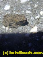 /home//u458753944/public_html/sourcegallery//////////////////////////////////////Roxborough Toad Detour/2013-2019/2013/2013-05-31/P1120611.JPG